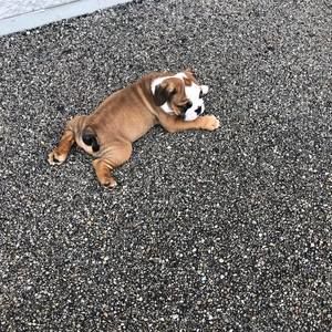 Meet your Posher, Pedro